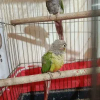 طوطی گرینچیک
