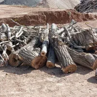 خرید انواع چوب باغی صنوبر کبوده چنار گردو و غیره