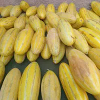 خربزه