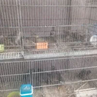 جوجه سهره خاکی به شرط نر