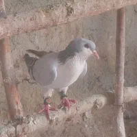 کبوتر لچکی