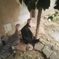 دوتا بوقلمون ماده
