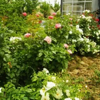 رسیدگی به باغچه با نازلترین قیمت