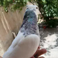 ۸ تا کفتر اص مفت مفت