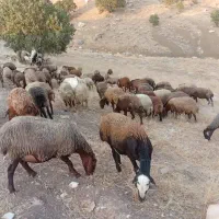 میش|حیوانات مزرعه|کوهدشت, |دیوار