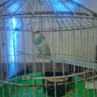 مرغ عشق