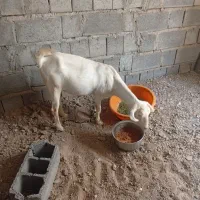 بز باردار ۳ ماهه دوقلوزا