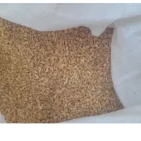 گندم دیمی توابع تاکستان