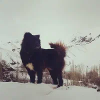 سگ نر قدرجونی