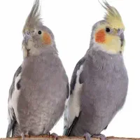 عروس هلندی