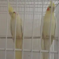 عروس‌هلندی