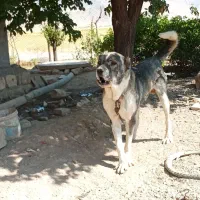 واگذاری سگ سرابی