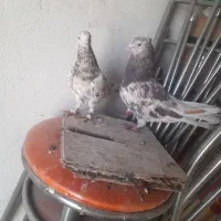 پرنده