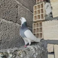 کفتر طوقی سوسکی کاقطی نامور