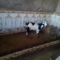 تیر بزچپر  شیراچاق چاق