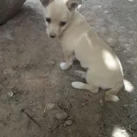 پاپی