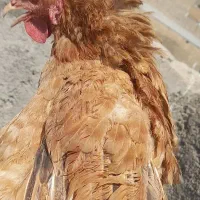 مرغ تخمگذار