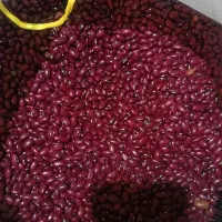 لوبیا قرمز استان اردبیل