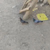 دو خت کبوتر معاوضه