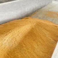 سویا و ذرت نیسانی