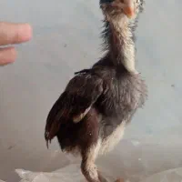 جوجه لاری