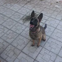 سگ مالینیوز ماده اصیل۸ماهه