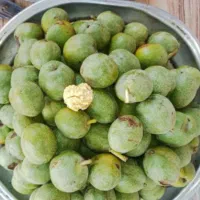 اجاه-باغ-گردووبرداشت-آن-بصورت-شراکتی