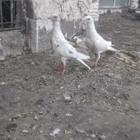 کبوتر