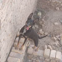 گرگ|سگ|زابل, |دیوار