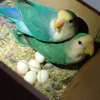 پرنده بریزیلی
