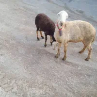 میش و بره  بره قوچ پلنگی