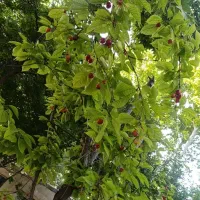 نظافتچی خانم جهت باغ ویلا