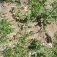 مسکونی