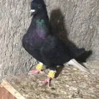 کبوتر