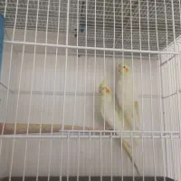 عروس لوتینو درشت