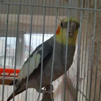 عروس هلندی|پرنده|رشت, کوی حسینی|دیوار