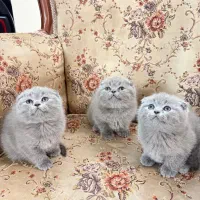 گربه اسکاتیش فولد خانگی دوماهه شیطون نر و ماده