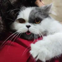 گربه