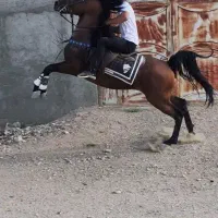 اسب سیلمی