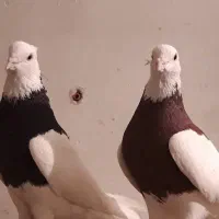 طوقی سرخ و زاغ آبادانی