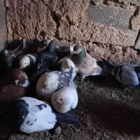 کبوتر