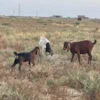 بز‌ همراه با کهره