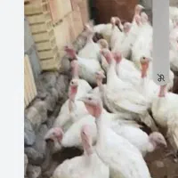 بوقلمون بیوتی
