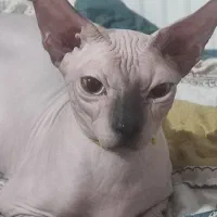 گربه ی اسفینکس نر  دارم جهت جفتگیری