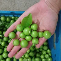 آلوچه محلی با نازلترین قیمت