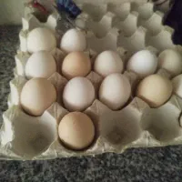 تخم مرغ محلی شانزده
