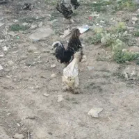 دو عدد خروس و یک مرغ سلطان پا کوتاه
