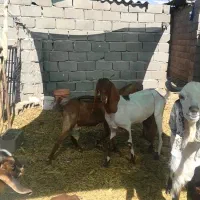 بز پاکستانی درشت با 3بزغاله شیرمست هر3نر