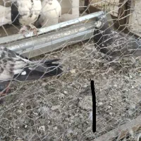 کفتر سرور