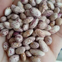 لوبیا چیتی